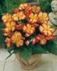 Begonia CRISPA MARGINATA RED/YELLOW